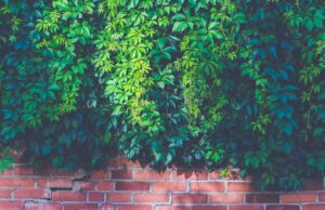 Pared de plantas laberinto